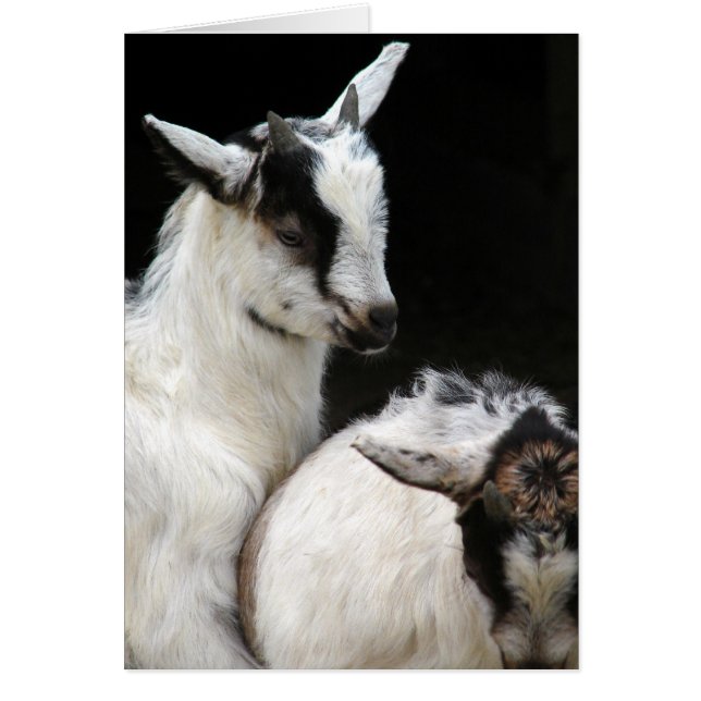 Goat Kids Cards (Front)