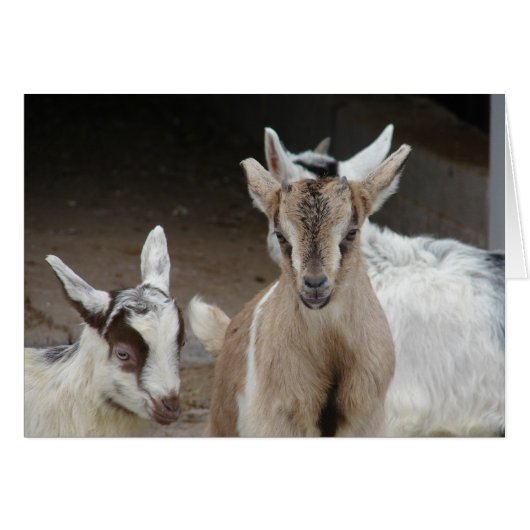 Goat Kids Cards (Front Horizontal)