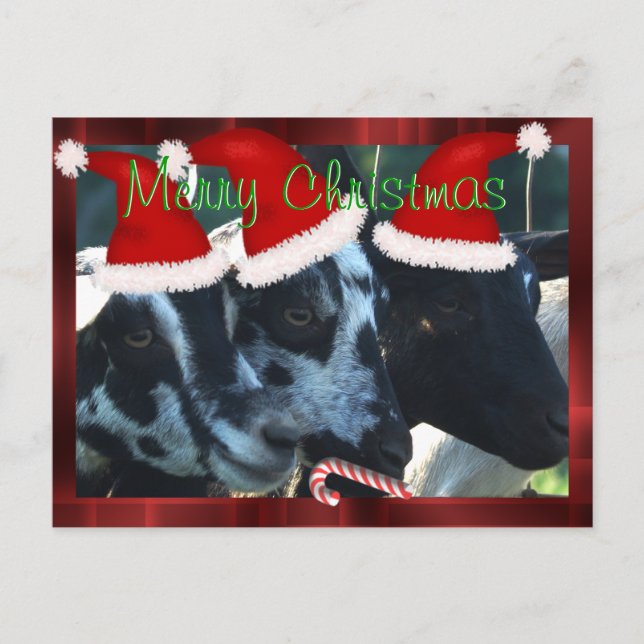Goat Kids Christmas Postcard- can personalize Holiday Postcard (Front)