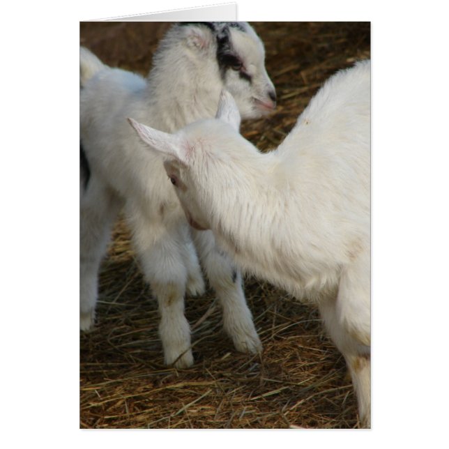 Goat Kids Playing Cards (Front)