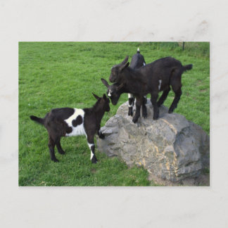 Goat kids postcard