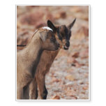 Goat Kids Temporary Tattoos