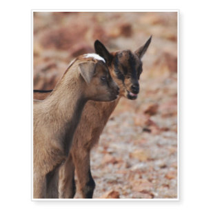 Goat Kids Temporary Tattoos