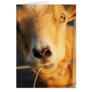 Goat Kisses Cards