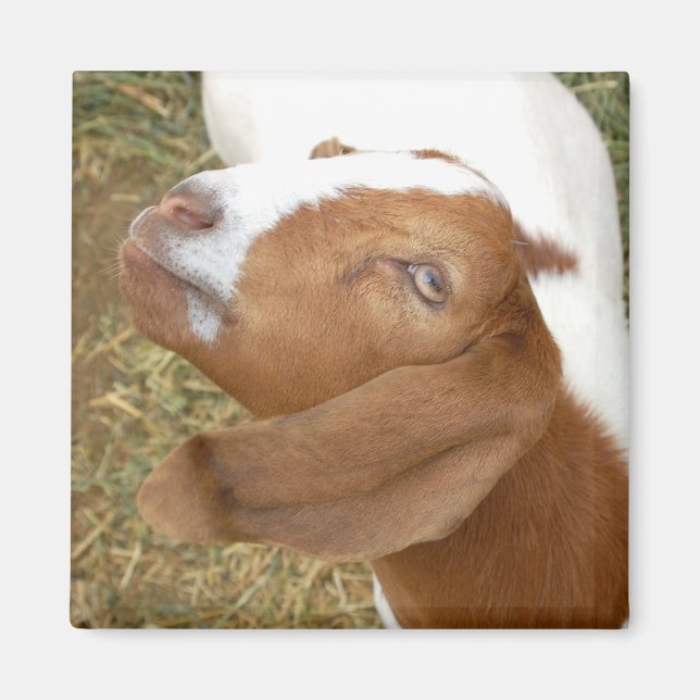 Goat Look Magnet (Front)