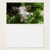 Goat looking at camera (Front & Back)