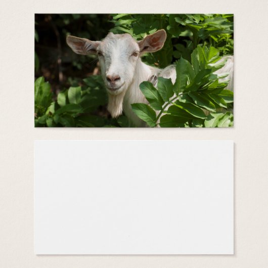 Goat looking at camera (Front & Back)