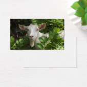 Goat looking at camera (Desk)