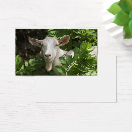 Goat looking at camera (Desk)