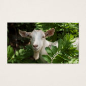 Goat looking at camera (Front)