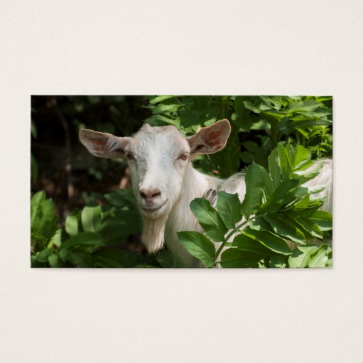 Goat looking at camera (Front)