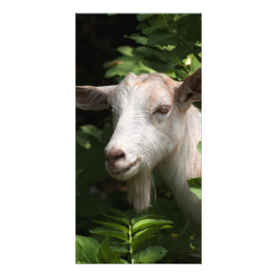Goat looking at camera card