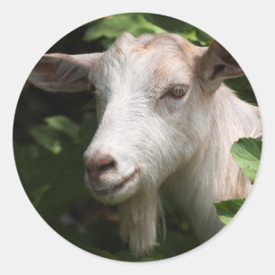 Goat looking at camera classic round sticker
