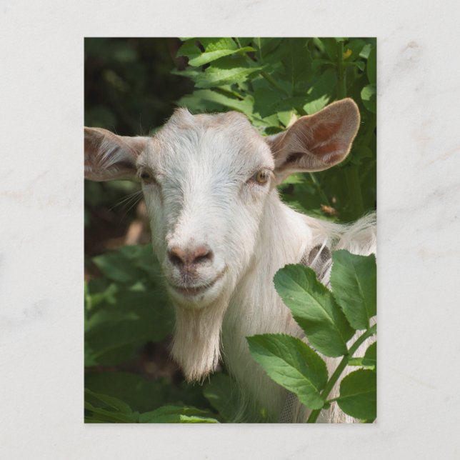 Goat looking at camera postcard (Front)