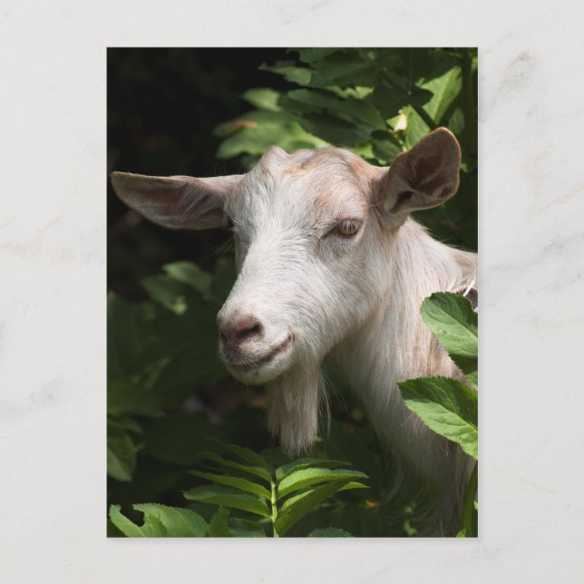 Goat looking at camera postcard (Front)