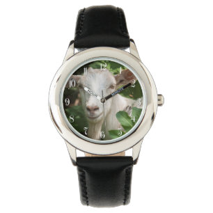 Goat looking at camera watch