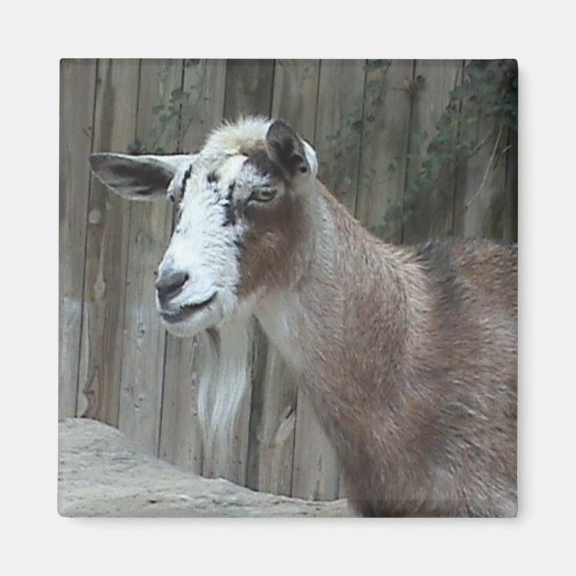 Goat Magnet (Front)