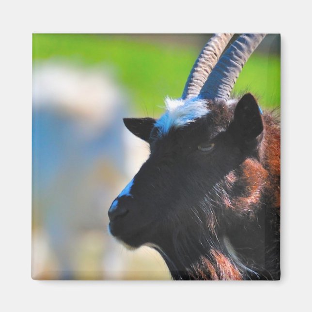 Goat magnet (Front)