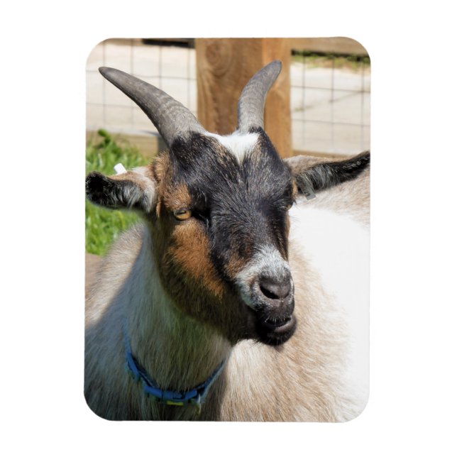 GOAT MAGNET (Vertical)