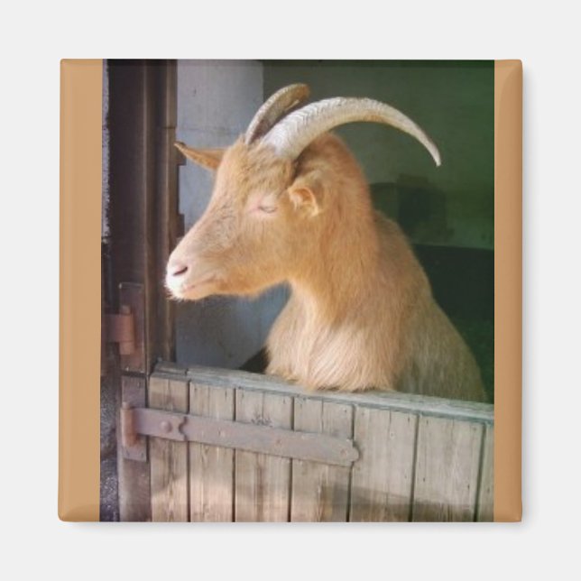 Goat Magnet (Front)