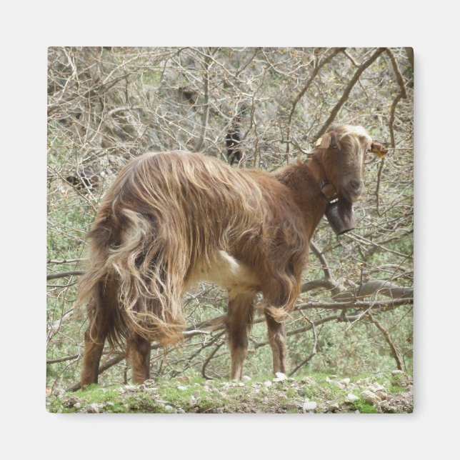 Goat Magnet (Front)
