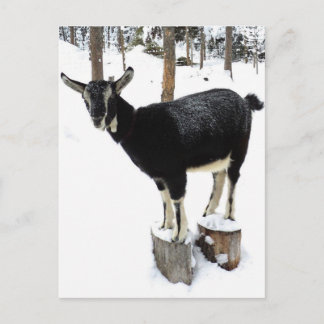 Goat Named Flower 2014 Postcard
