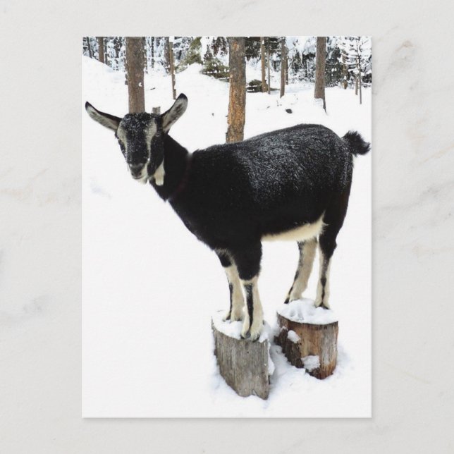 Goat Named Flower 2014 Postcard (Front)