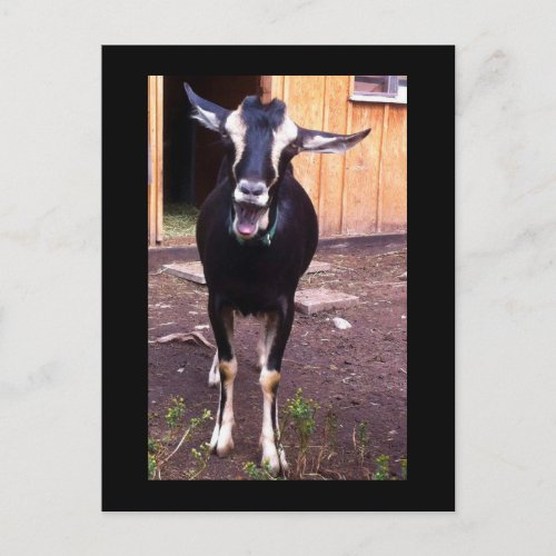 Goat Named Flower Postcard