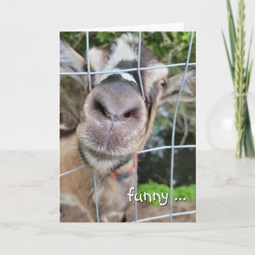 Goat Nose Birthday Humor Card