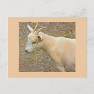 Goat Photo Postcard