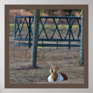 Goat Photo Poster
