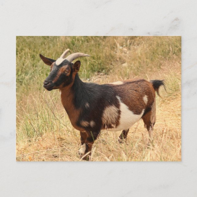 Goat Picture Postcard (Front)