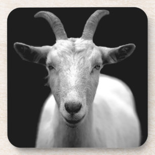 Goat portrait in black and white beverage coaster