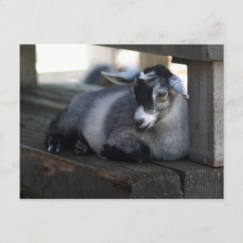 Goat Postcard