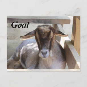 Goat Postcard
