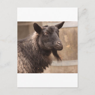 Goat Postcard