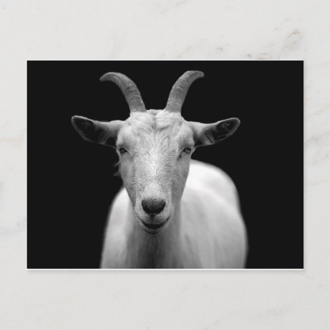 Goat Postcard (Front)