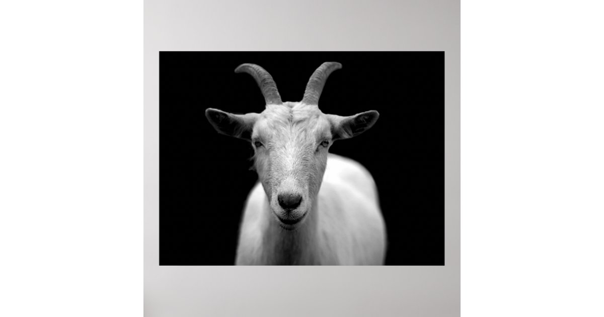 Goat Poster Zazzle 