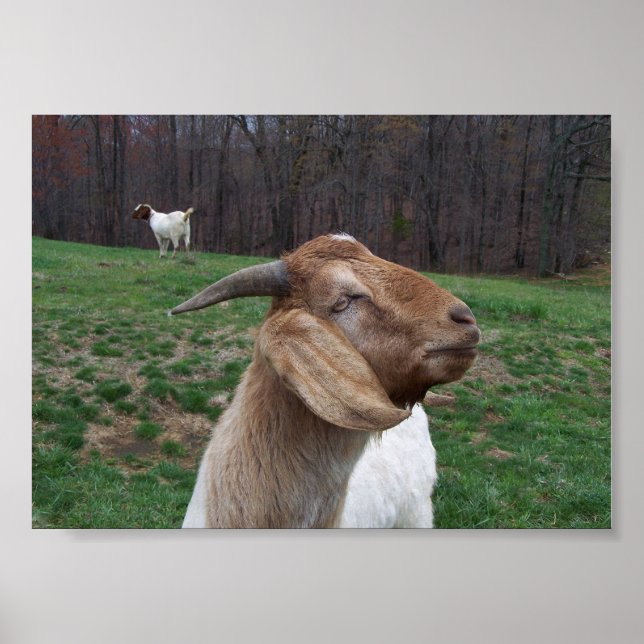 Goat Poster (Front)