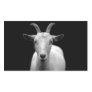 Goat Rectangular Sticker