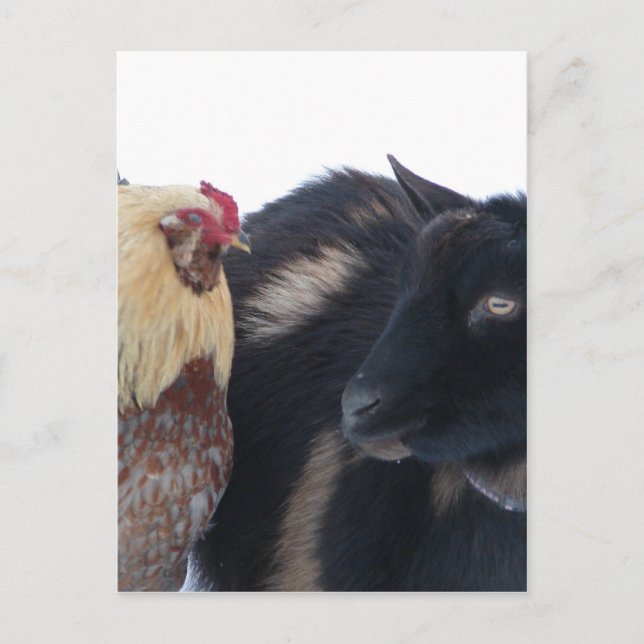 GOAT &ROOSTER FRIENDS IN SNOW POSTCARD (Front)