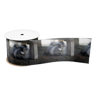 Goat Satin Ribbon