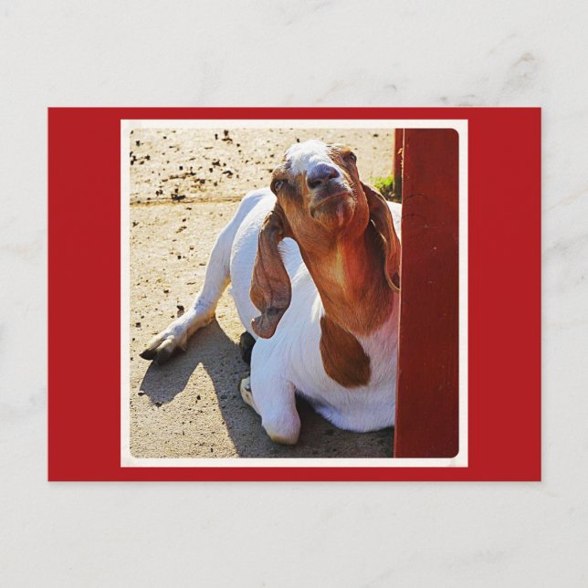 Goat Say's Cheese! Postcard (Front)