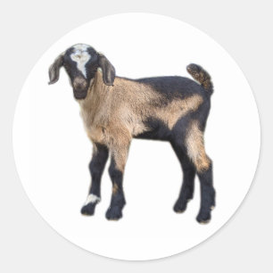 Goat Stickers set of 6