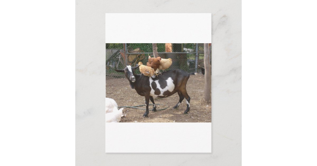 Goat taxi postcard | Zazzle