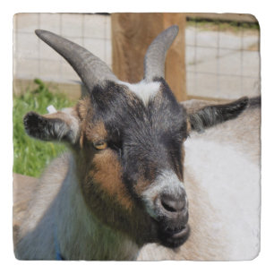 GOAT TRIVET