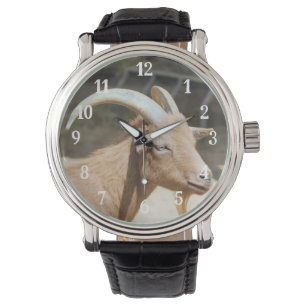 Goat Watch