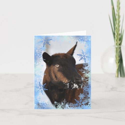 Goat with a snowy nose Xmas card