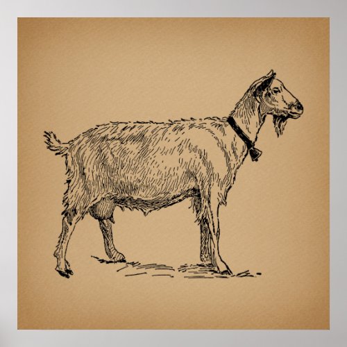 Goat with Bell Illustration Antique Aged Brown Poster