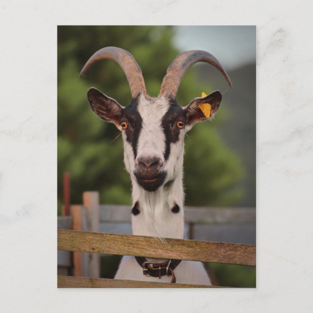 Goat with Horns Standing up against Fence Postcard (Front)